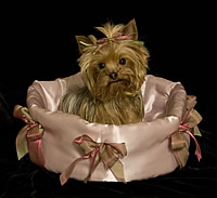 Papillion Bed with Yorkie