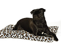 Lush Cushioned Bed Snow Leopard