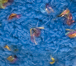 Yarn Detail