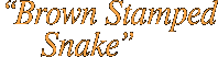 Brown Stamped Snake