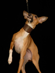 Africa jumping