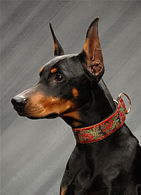Rose Parade on Dog